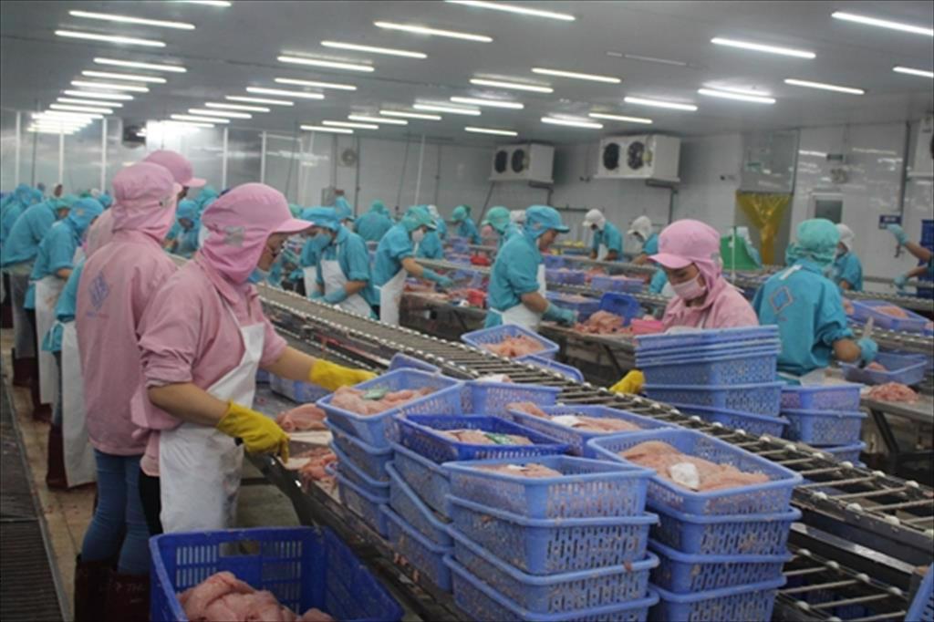 Đồng bằng sông Cửu Long: Gam màu sáng cho bức tranh xuất khẩu