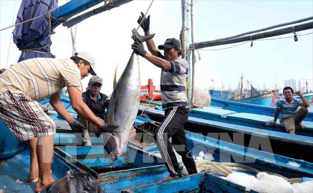 Sản lượng khai thác cá ngừ đại dương Bình Định sụt giảm