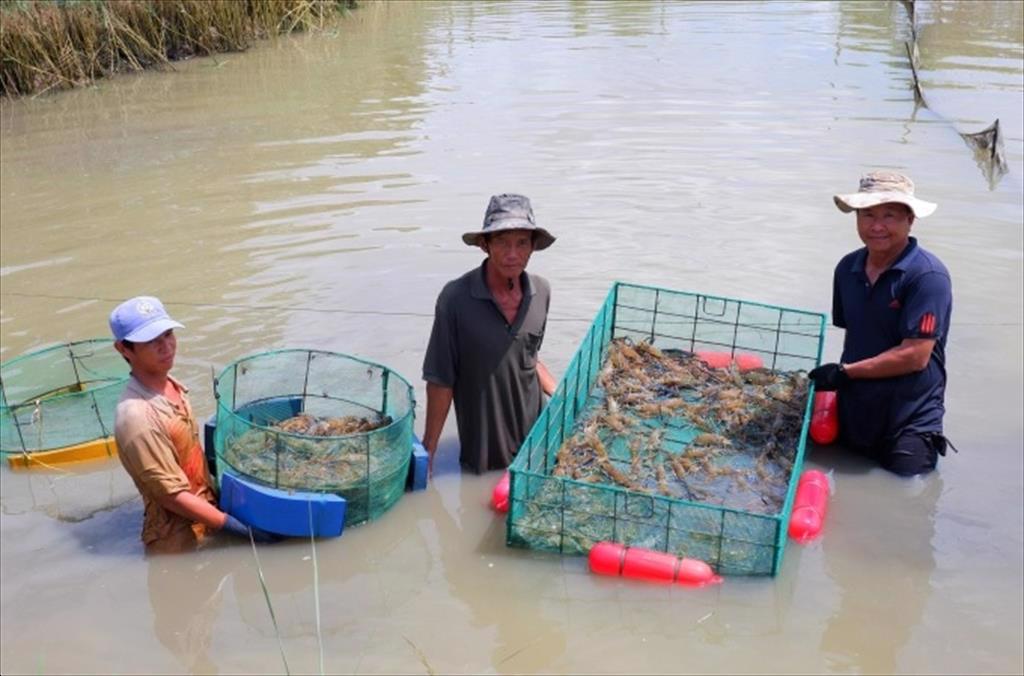 Nuôi tôm xen lúa, cho tôm sạch, lúa sạch