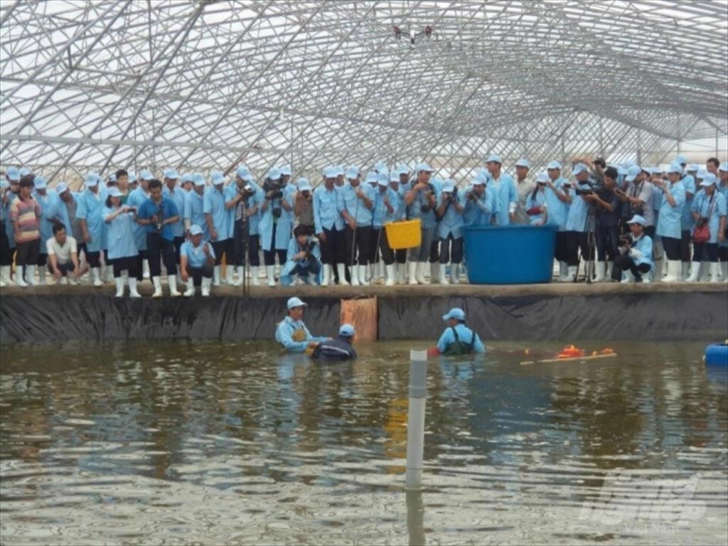 Phát triển chuỗi giá trị tôm Bạc Liêu