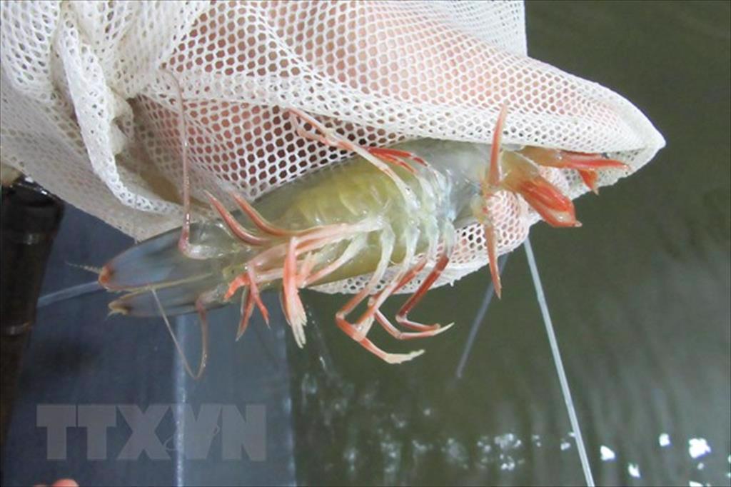 Xây dựng chỉ dẫn địa lý cho sản phẩm tôm sú Cà Mau