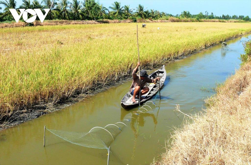 Người dân và doanh nghiệp cùng làm để có tôm sinh thái, lúa hữu cơ