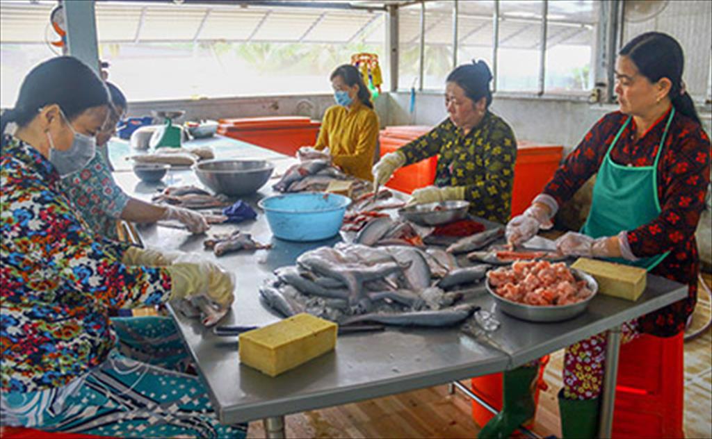 Hậu Giang: Sản lượng nuôi thủy sản đạt hơn 78.000 tấn/năm