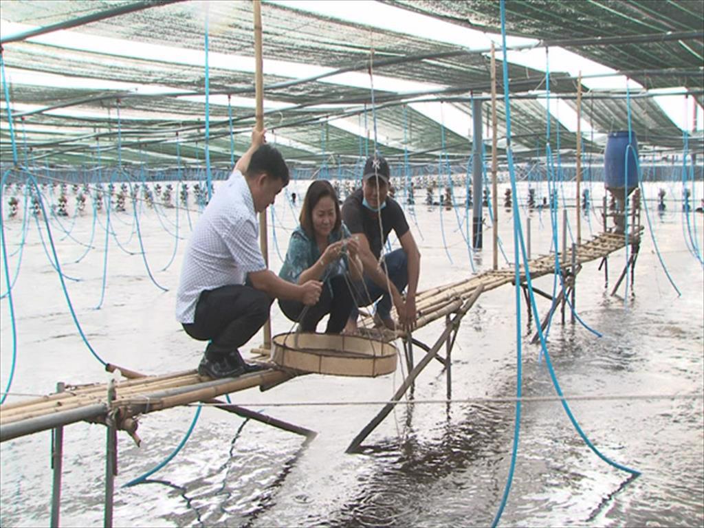 Tín hiệu vui cho nghề nuôi tôm nước lợ ở Sóc Trăng