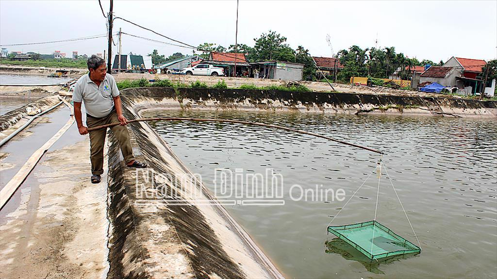 Nam Định: Hiệu quả mô hình nuôi tôm VietGAP tại xã Hải Lý