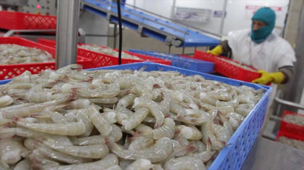 Ecuador tìm kiếm thị trường mới cho tôm chân trắng