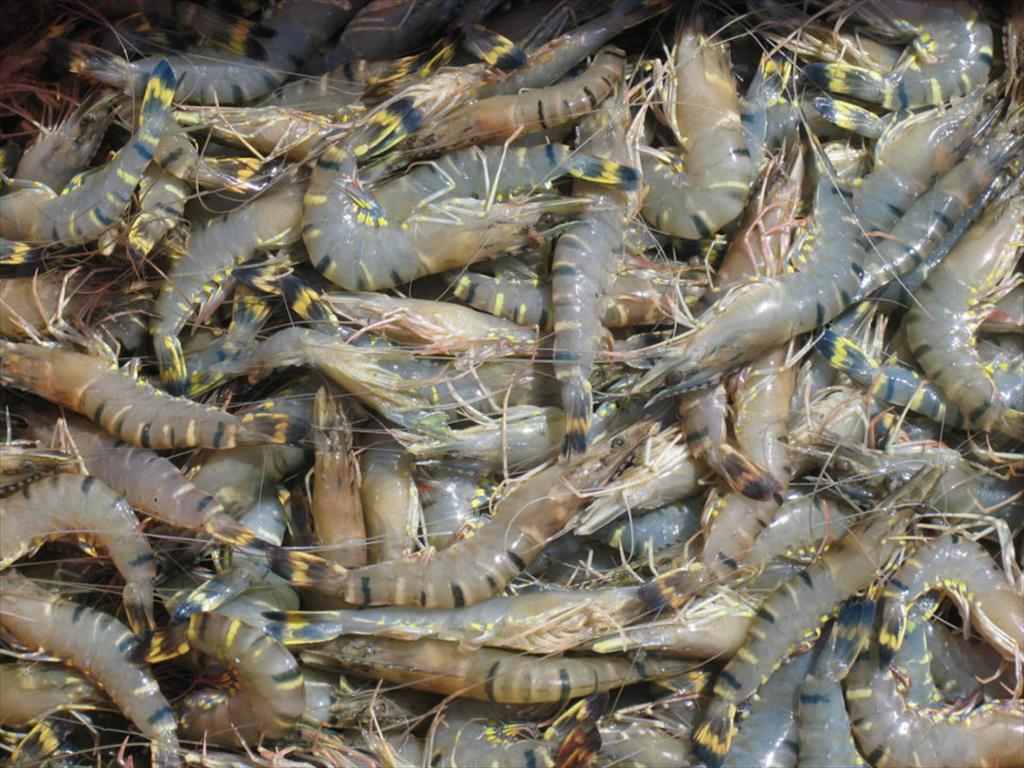 Trung Quốc sẽ là thị trường chính cho ngành tôm sú đang hồi sinh của Ấn Độ?