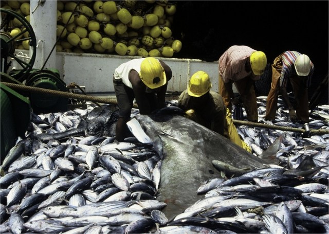 Giá cá ngừ vằn Bangkok giảm nhẹ trong khi giá nhiên liệu tăng 