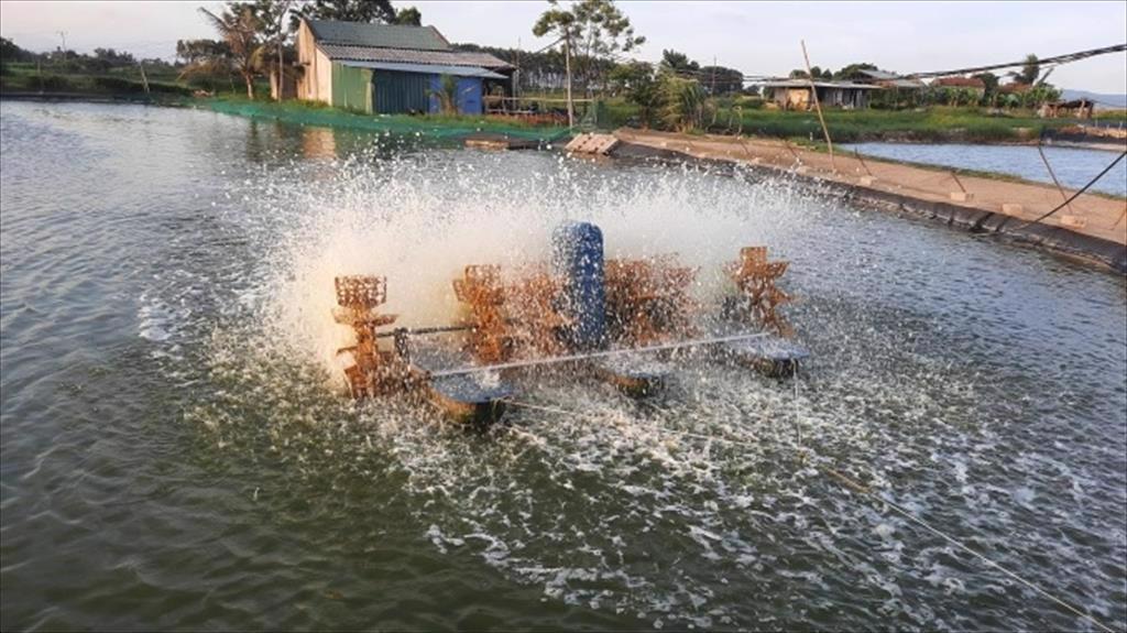 Cấp giấy chứng nhận quyền sử dụng đất cho các hộ nuôi tôm