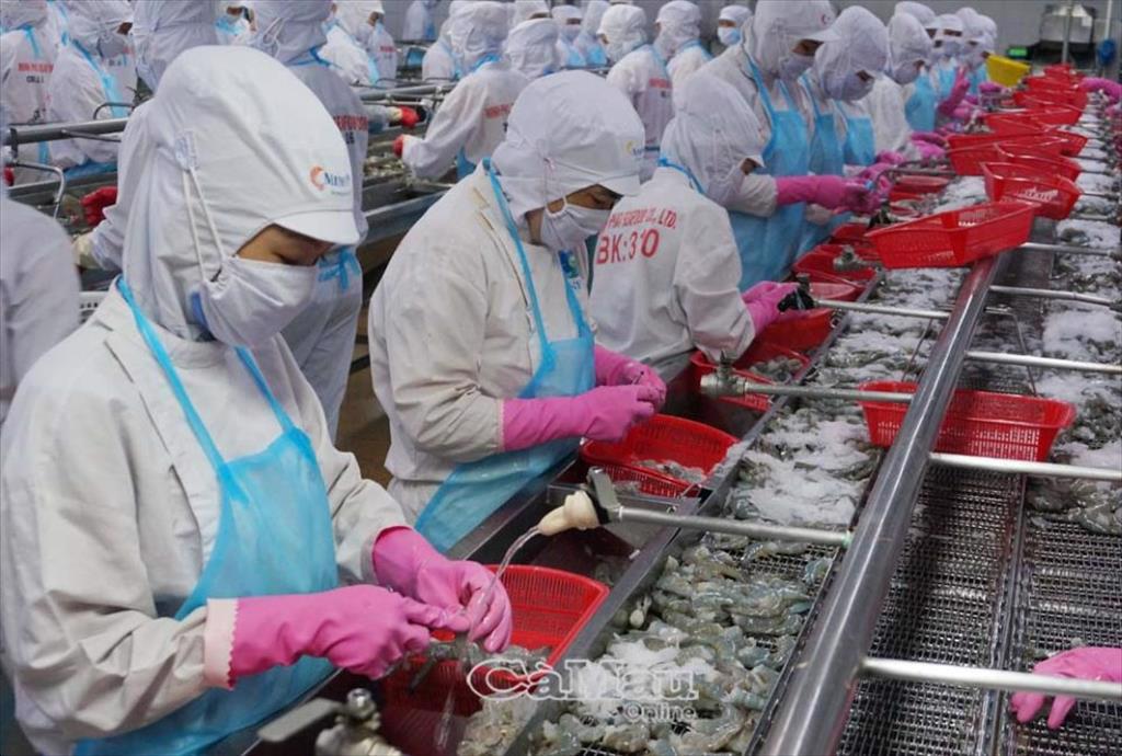 Cà Mau: Xuất khẩu thuỷ sản tăng cao