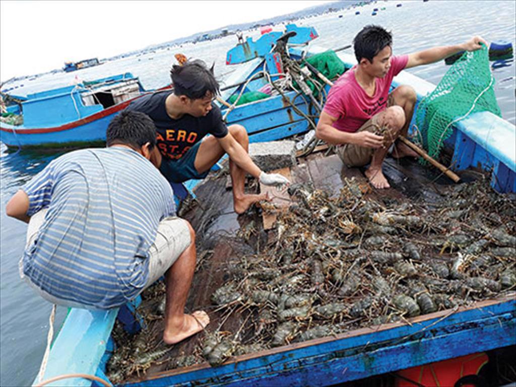 Nuôi tôm hùm xuất khẩu
