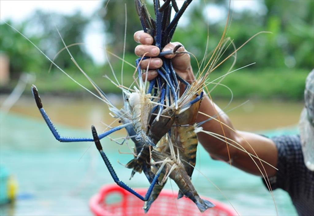 Nhiều triển vọng nuôi tôm càng xanh trên vùng đất đá ong