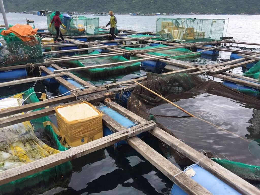 Khuyến khích nuôi biển quy mô công nghiệp bền vững