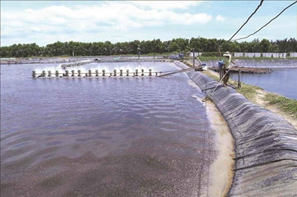 Nhân rộng mô hình rừng - tôm cho lợi ích "kép" ở Trà Vinh