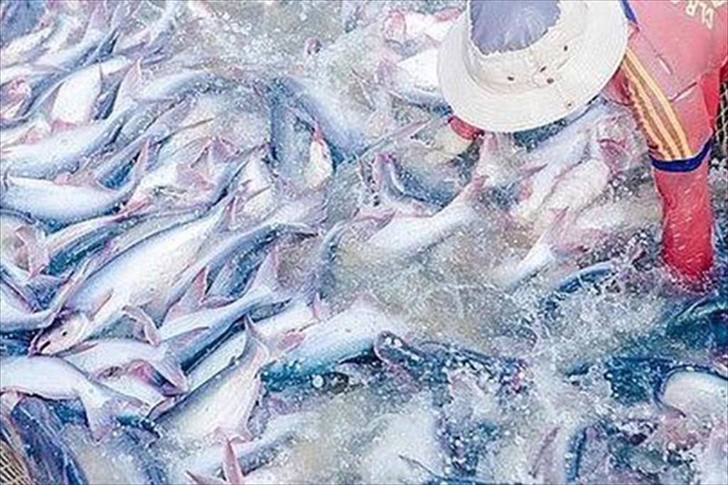 Tổng sản lượng thủy sản 5 tháng đầu năm ước đạt gần 3,3 triệu tấn