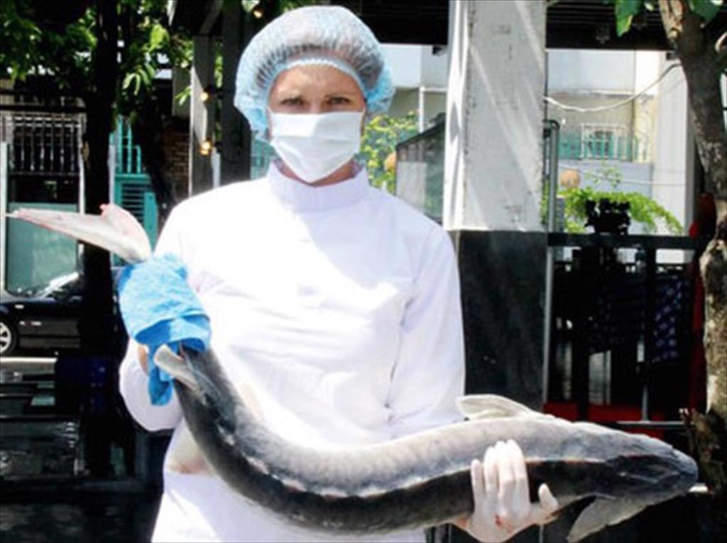 Giúp cá tầm ‘vượt cạn’