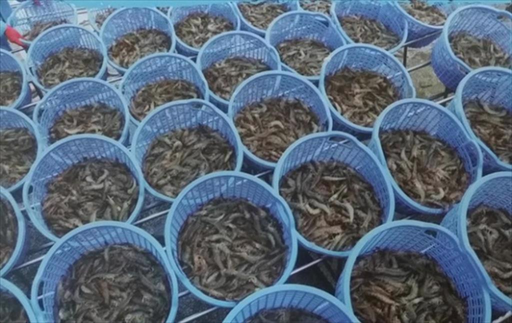 “Cơn bão” thị trường tôm sẽ kéo dài đến năm 2022