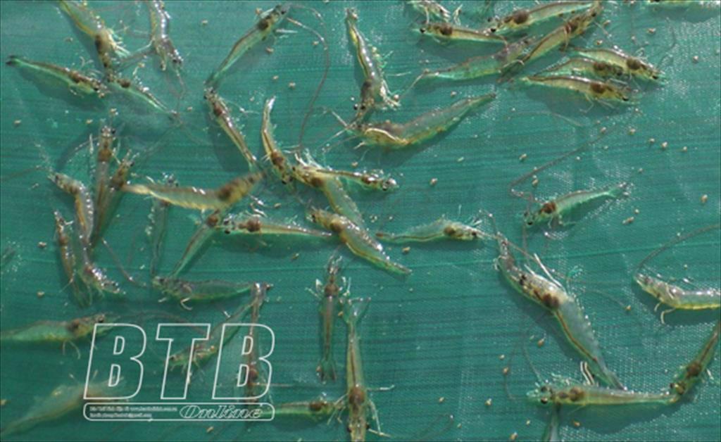 Kỹ thuật chọn và thả tôm giống