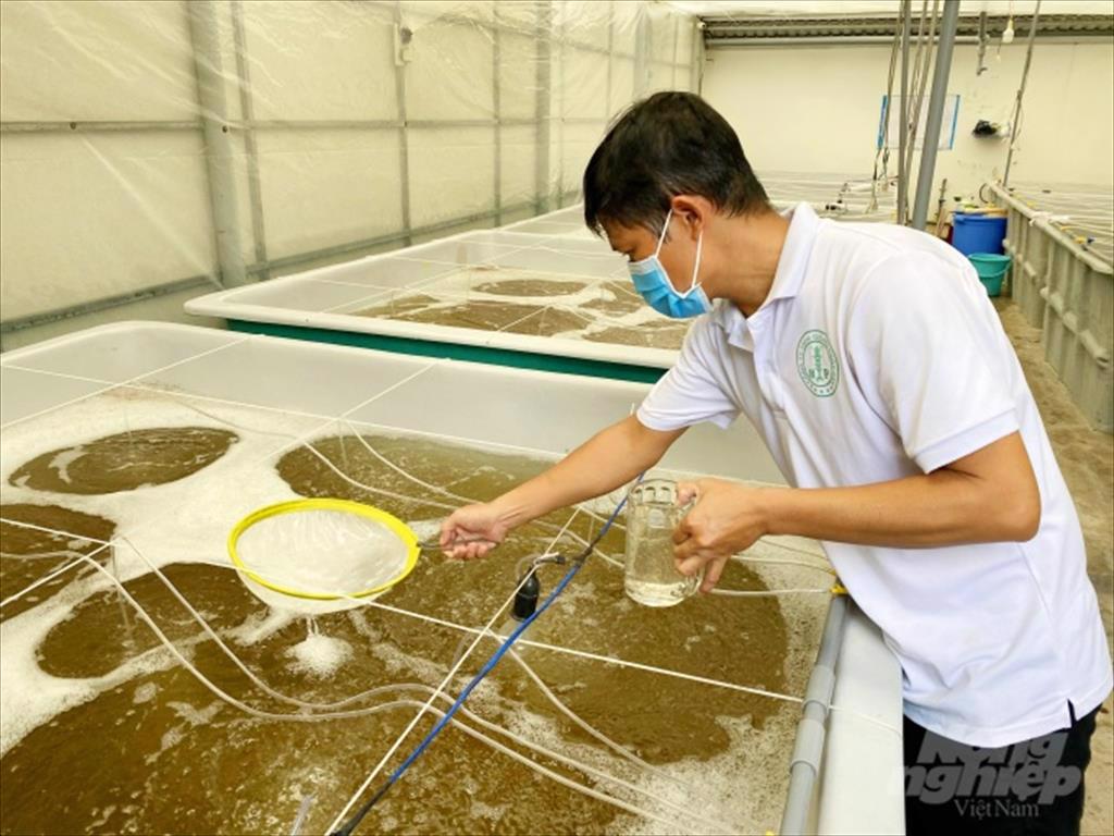 ĐBSCL Vào mùa sản xuất giống tôm càng xanh toàn đực
