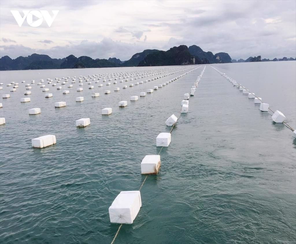 Nuôi trồng thủy sản sạch, bền vững: Cách làm mới ở Quảng Ninh