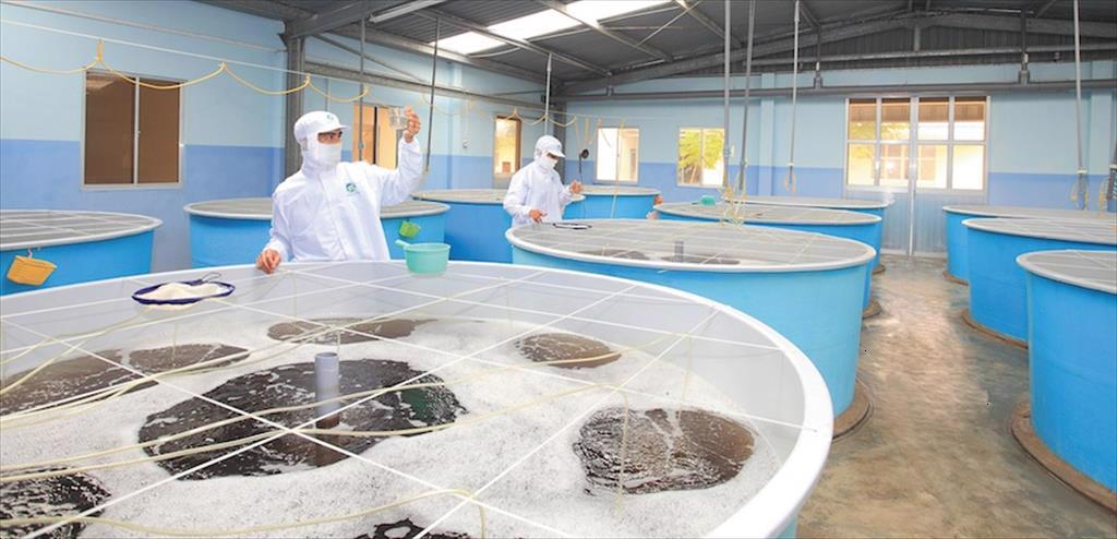 Tôm Minh Phú: Doanh thu hơn 15.774 tỷ đồng, lợi nhuận 1.092 tỷ đồng - mức cao nhất trong lịch sử