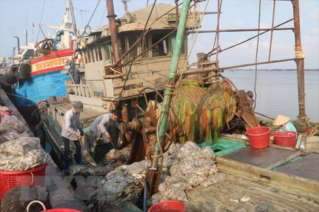 Bà Rịa - Vũng Tàu có 8 cảng cá đủ hệ thống xác nhận nguồn gốc thủy sản