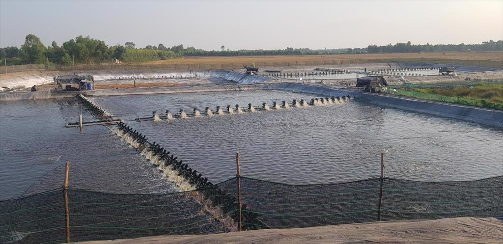 Thực trạng nuôi cá tra giống, tôm thẻ chân trắng ở Đồng Tháp Mười