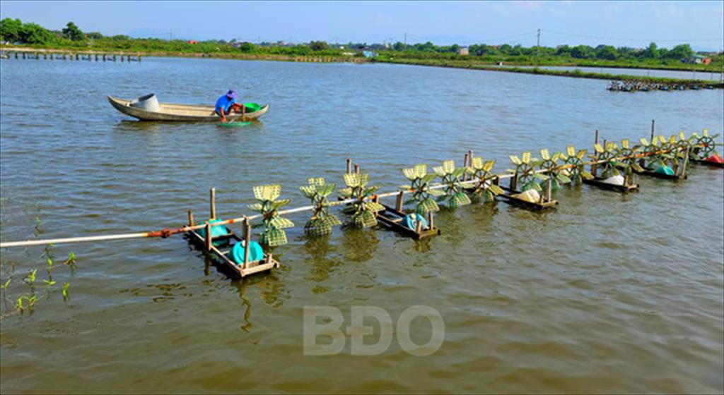 Bình Định: Nuôi tôm nước lợ vụ 1 năm 2021: Phối hợp tốt, ít dịch bệnh, hiệu quả khá