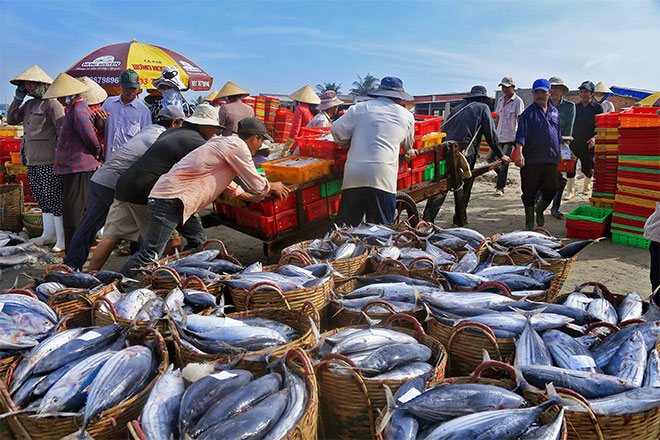 Ba Ria - Vung Tau province has 8 designated fishing ports to verify origins of caught fisheries products