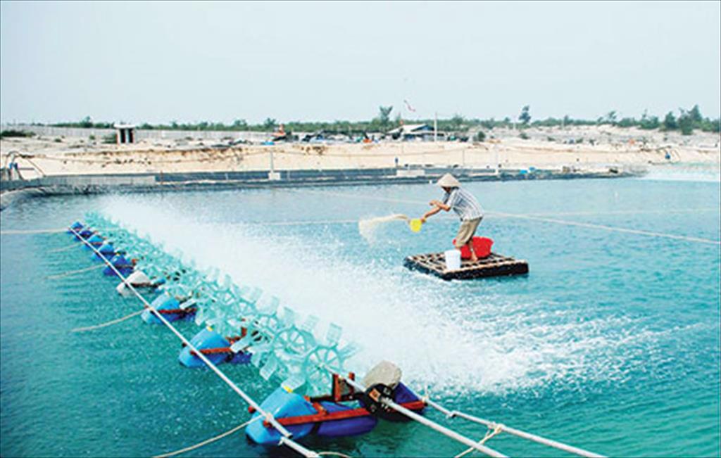 Người nuôi tôm ngập ngừng...