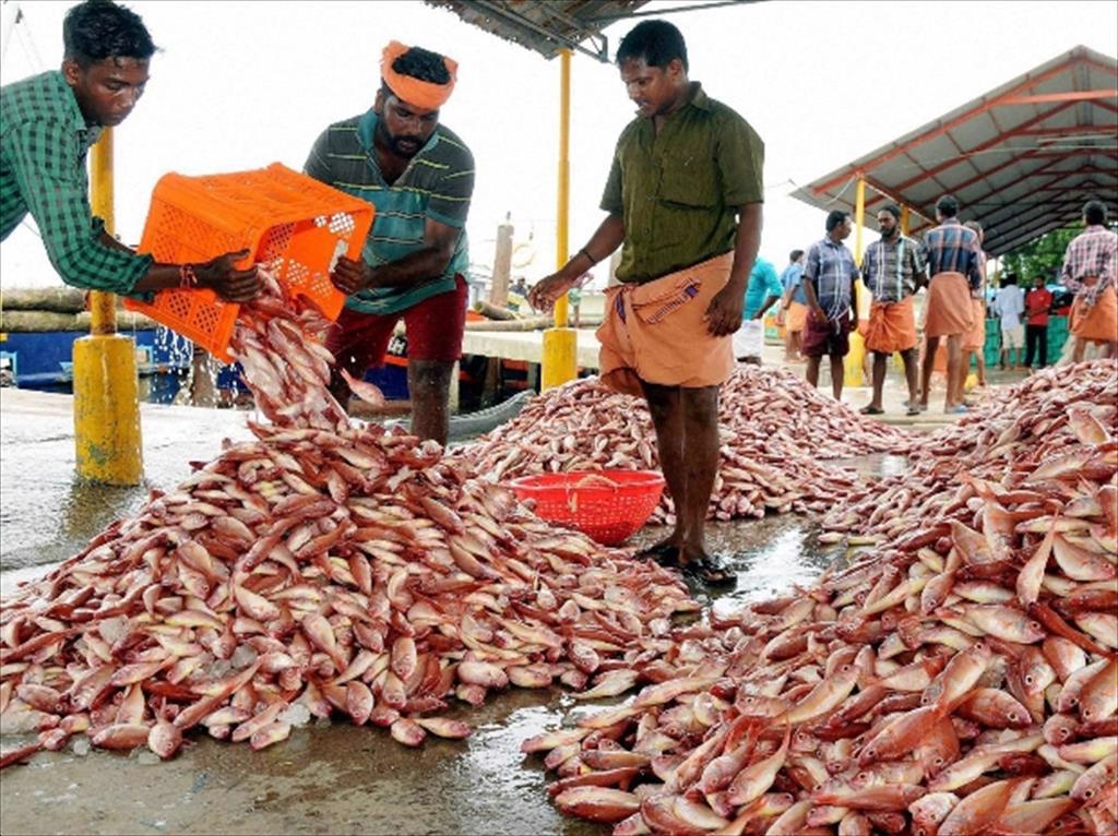 Xuất khẩu thủy sản của Ấn Độ giảm 11% trong tài khóa 2020-2021