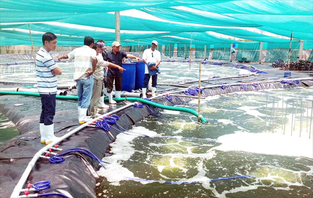 Bến Tre: Phát triển 2.000 ha tôm nuôi công nghệ cao năm 2021