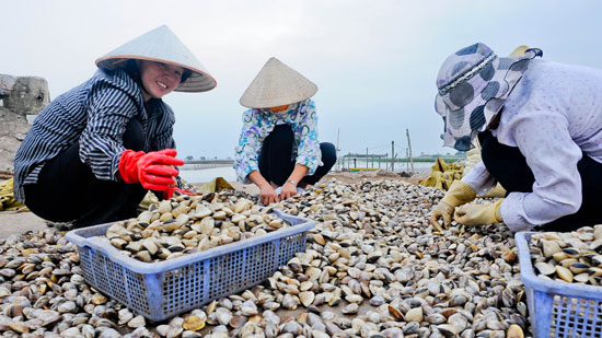 Nam Dinh province develops sustainable clam farming areas