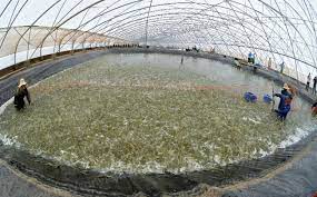 By 2025, Ben Tre will have 4,000 hectares of hi-tech shrimp farming
