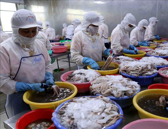 Vietnam cephalopod exports to China increased by 21%