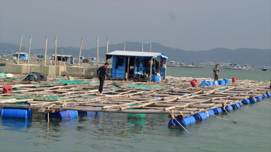 Ba Ria - Vung Tau Province: Aquaculture production in May 2021 reached 1,553 tons, up 4.8%