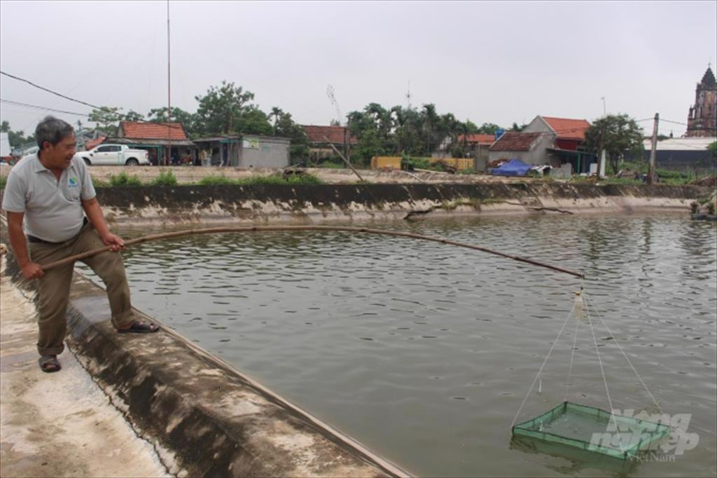 Nuôi tôm sạch, không lo đầu ra