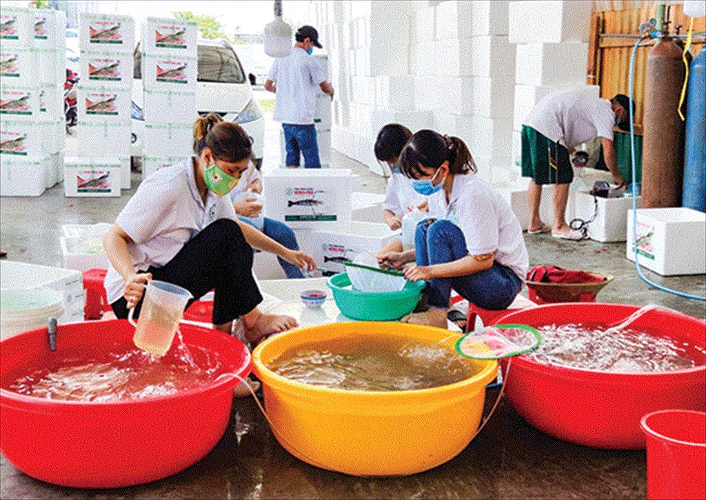 Tiềm năng phát triển sản xuất giống thủy sản