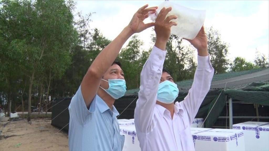 Quảng Trị: Triển khai mô hình nuôi tôm thẻ chân trắng trên cát đảm bảo ATTP