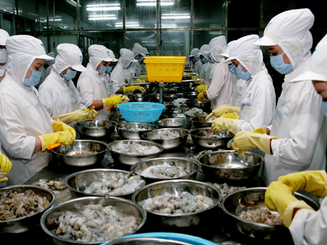 No COVID-19 cases in seafood processing factories in Mekong Delta, Vietnam seafood production and exports keeps stable 