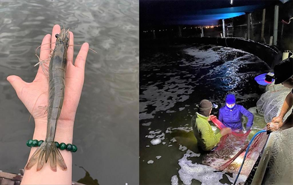 Nuôi tôm theo công nghệ Semi-Biofloc: Lối đi mới cho người nuôi tôm thẻ chân trắng