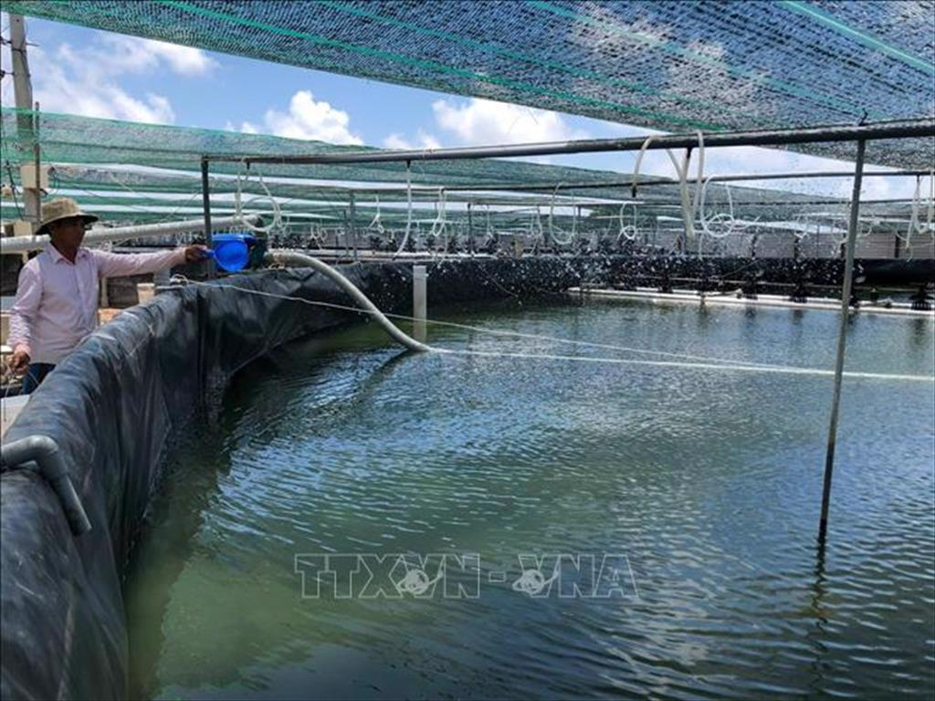 Để sản xuất tôm trở thành ngành kinh tế mũi nhọn
