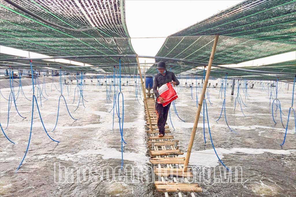 Tăng cường quản lý ao nuôi tôm trong mùa mưa