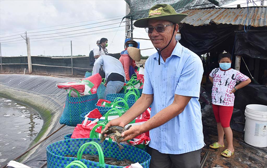 ‘Trúng đậm’ nhờ nuôi tôm công nghệ cao