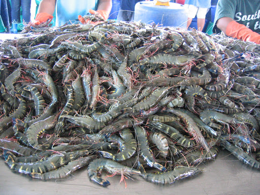 Tôm sú Thái Lan bị thu hồi do có phụ gia sulphites 