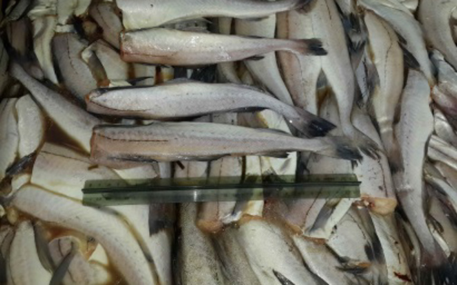 Tháng 5/2021: Nhập khẩu cá minh thái H&G của Trung Quốc tăng trở lại