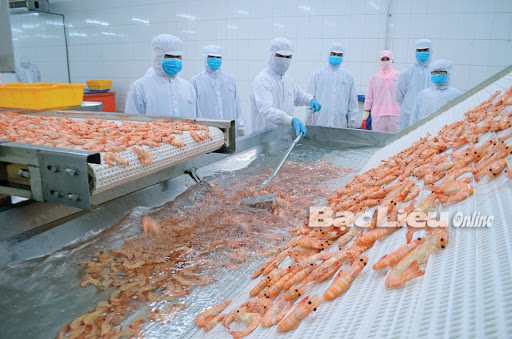 Bac Lieu province: High-tech shrimp farming with a yield of nearly 23 tons/ha