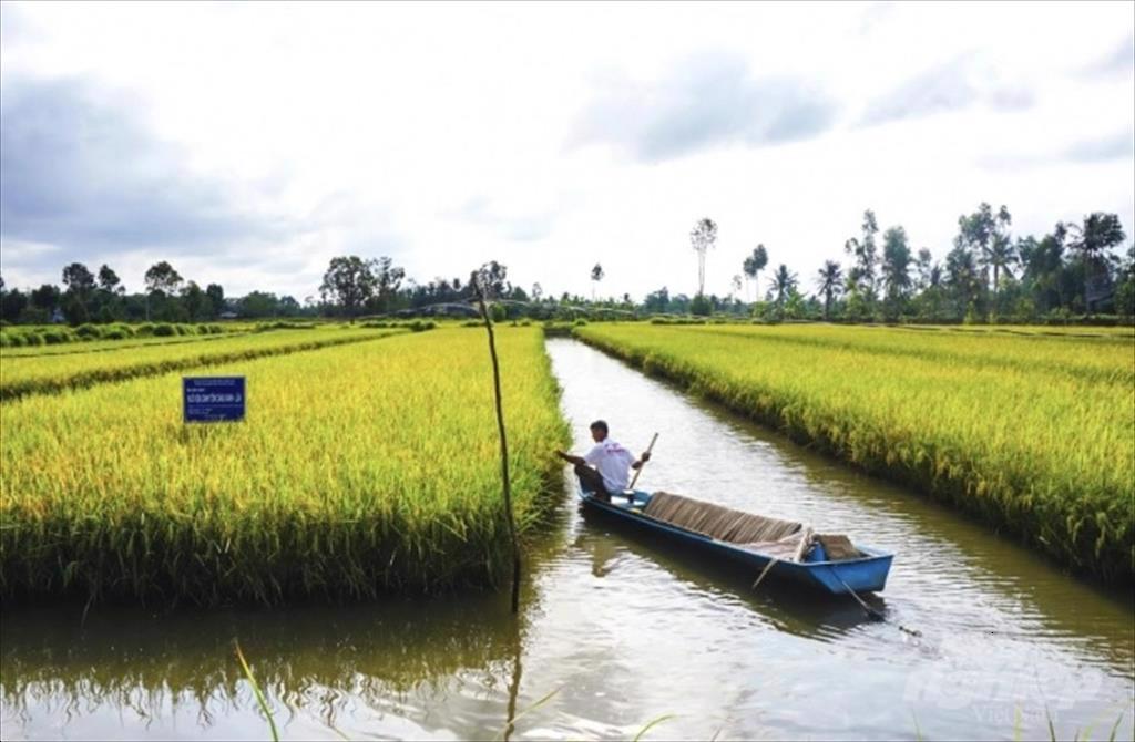 Sóc Trăng hình thành 20.000 ha canh tác lúa tôm bền vững