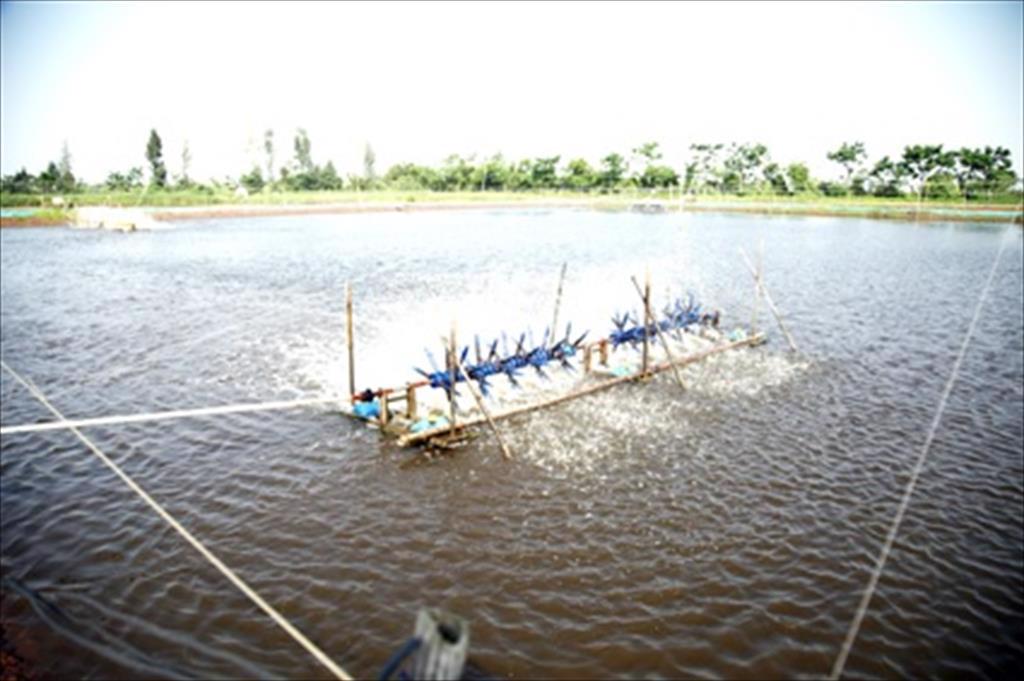 Tiền Giang: Tân Phú Đông thả nuôi trên 4.600 ha thủy sản