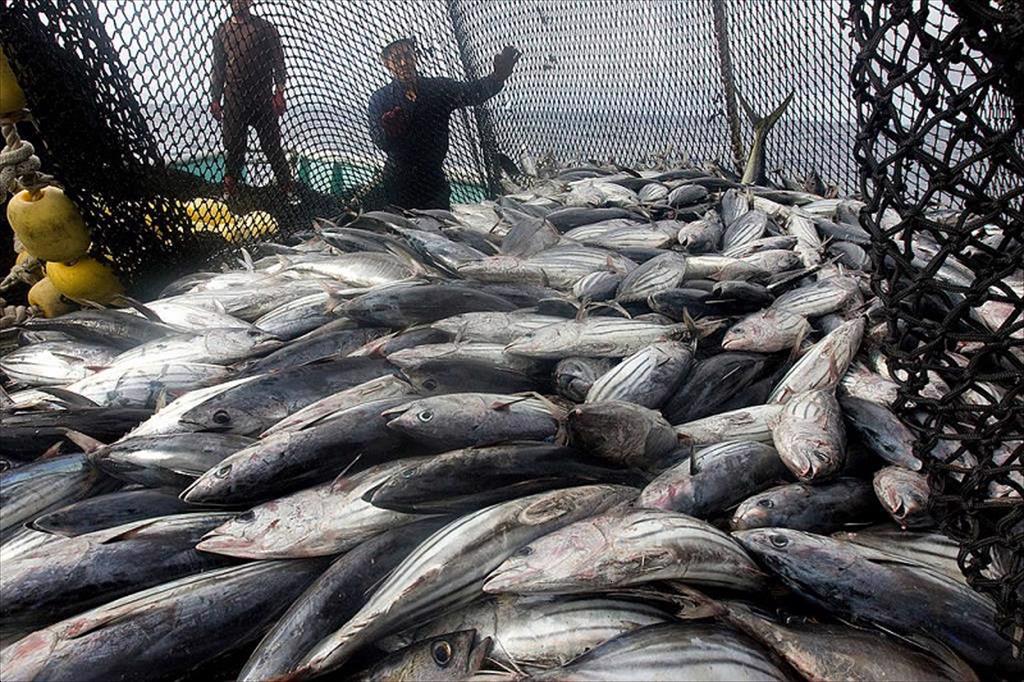 Xuất khẩu thủy sản của Indonesia tăng khả quan trong bối cảnh COVID-19